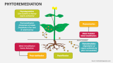 Phytoremediation - Slide 3