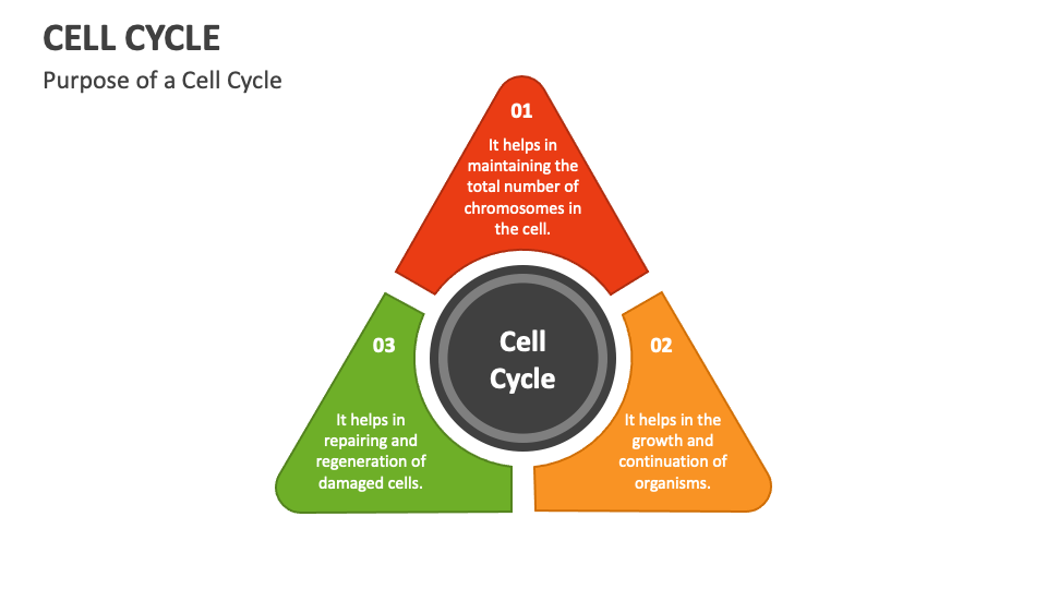 Cell Cycle PowerPoint and Google Slides Template Biology Diagrams