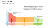 4 Phases of Metabolism - Slide 3