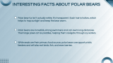 Polar Bears Presentation Theme - Slide 11
