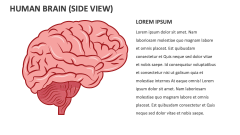 Human Brain (side View) - Slide 1