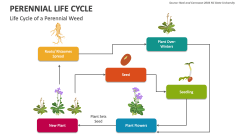 Life Cycle of a Perennial Weed - Slide 1