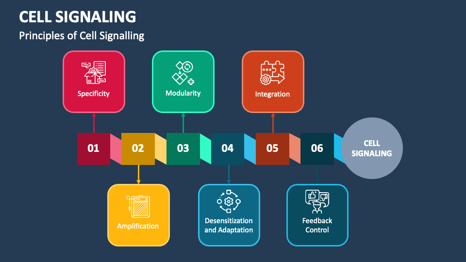 Cell Signaling PowerPoint and Google Slides Template - PPT Slides