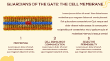 Cell Biology Presentation - Slide 6