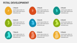 Fetal Development - Slide 2