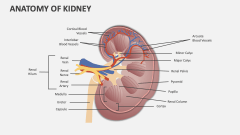 Anatomy of Kidney - Slide