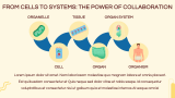 Cell Biology Presentation - Slide 11