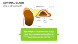 What is Adrenal Gland? - Slide 1