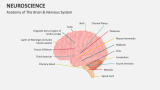 Anatomy of The Brain & Nervous System | Neuroscience - Slide 3