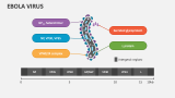 Ebola Virus - Slide 1