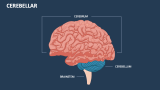 Cerebellar - Slide 1