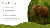 Elephant Presentation Template - Slide 9