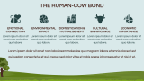 Cow Presentation - Slide 8