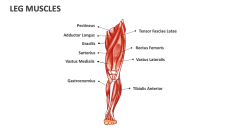 Leg Muscles - Slide 1