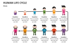 Human Life Cycle (Male) - Slide 3