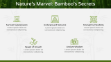 Bamboo Forest Presentation Theme - Slide 4