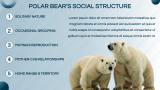 Polar Bears Presentation Theme - Slide 6