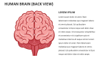 Human Brain (back View) - Slide 2
