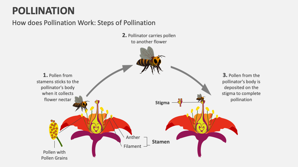 Pollination Powerpoint And Google Slides Template Ppt Slides Pollination Powerpoint And Google Slides Template Ppt Slides