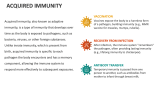Acquired Immunity - Slide 2