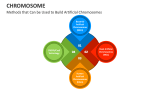 Methods that Can be Used to Build Artificial Chromosomes - Slide 4