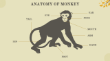 Monkey Presentation - Slide 6