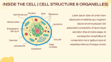 Cell Biology Presentation - Slide 5
