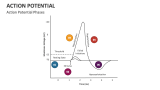 Action Potential Phases - Slide 1