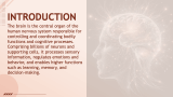 Brain Presentation Theme - Slide 3
