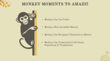 Monkey Presentation - Slide 11