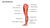 Leg Muscles - Slide 2