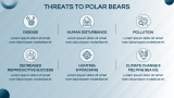 Polar Bears Presentation Theme - Slide 9
