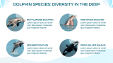 Dolphin Presentation - Slide 6