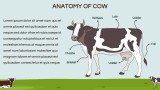 Cow Presentation - Slide 5