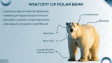 Polar Bears Presentation Theme - Slide 5