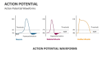 Action Potential Waveforms - Slide 3