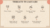 Jaguar Presentation Theme - Slide 10