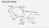 Two-Loop Model - Slide 2