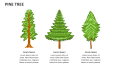 Pine Tree - Slide 1
