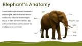 Elephant Presentation Template - Slide 4