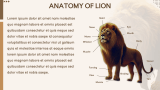 Lion Presentation - Slide 6