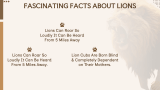 Lion Presentation - Slide 12