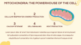 Cell Biology Presentation - Slide 9