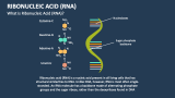 What is Ribonucleic Acid (RNA)? - Slide 1