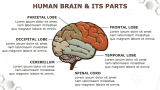 Biology For High School Presentation - Slide 7