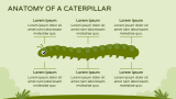 Caterpillar Presentation - Slide 5