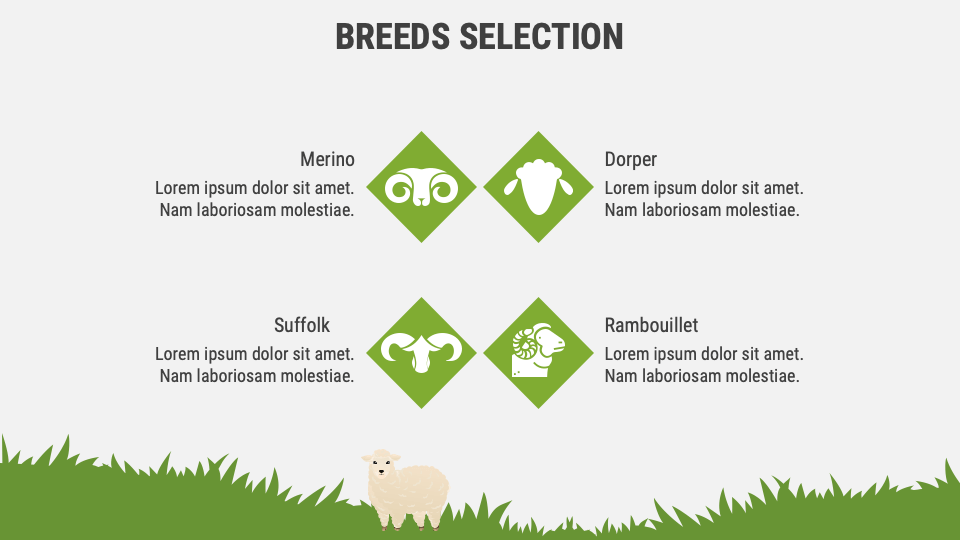 SHEEP BUSINESS visual data 4