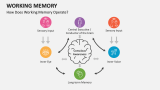 How Does Working Memory Operate? - Slide 4