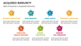 Role of Vaccines in Acquired Immunity - Slide 7