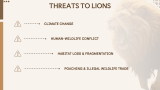 Lion Presentation - Slide 10
